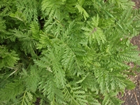 ova Gussonea-20110529 174